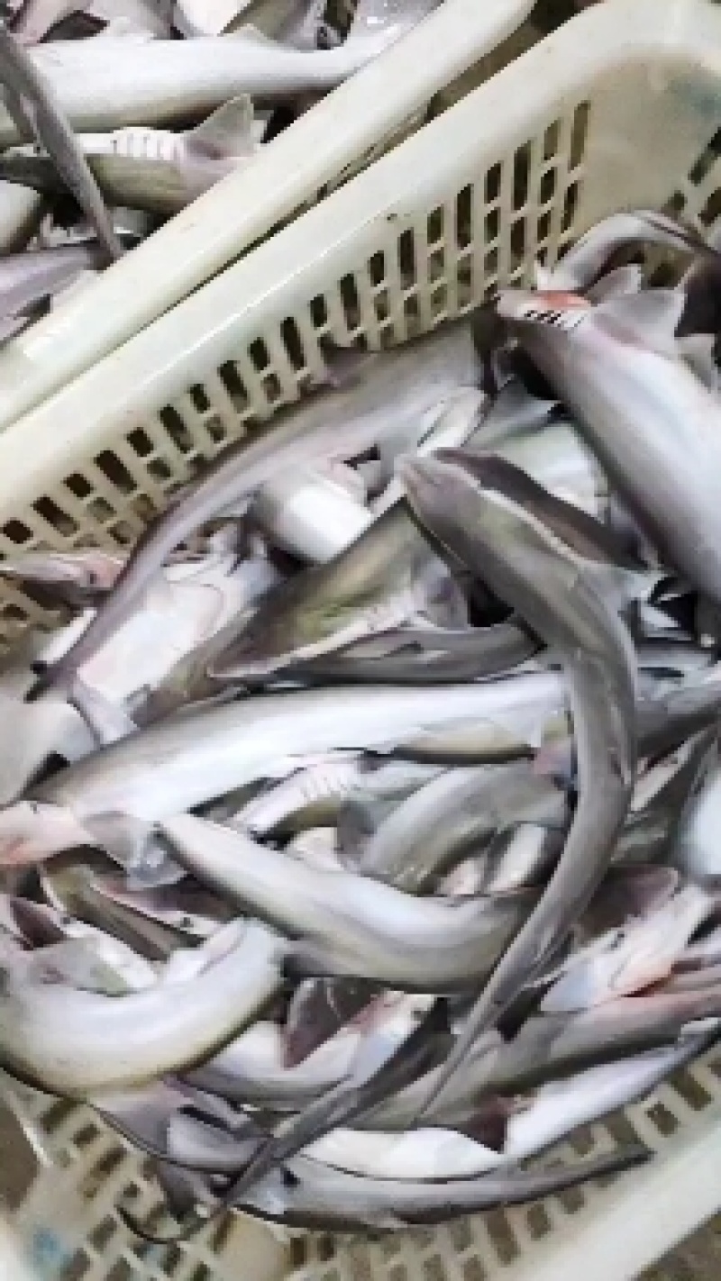 沙鱼、海鱼、广西北部湾产品、鲜度好肉质鲜甜、适合各种用料
