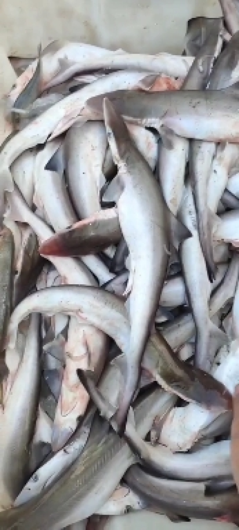 沙鱼、海鱼、广西北部湾产品、鲜度好肉质鲜甜、适合各种用料