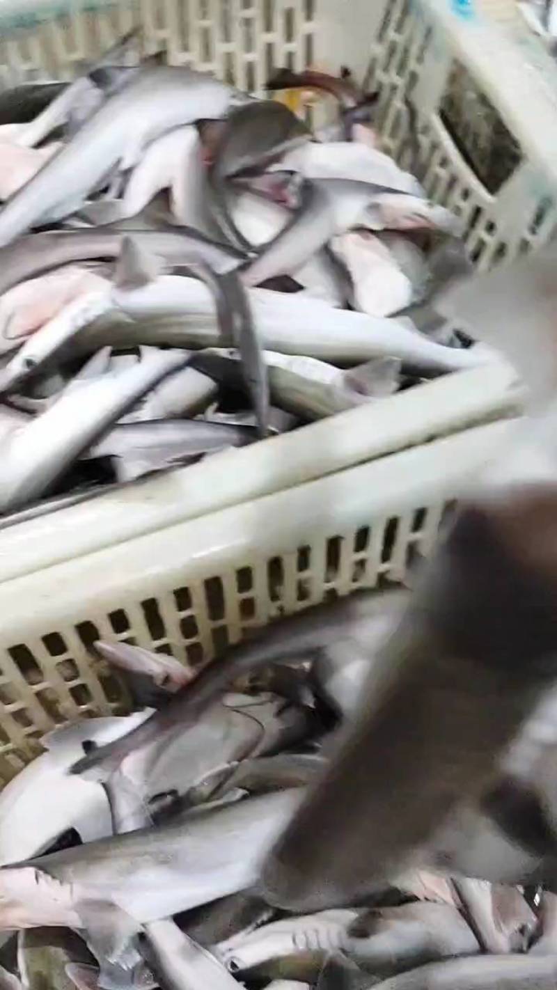 沙鱼、海鱼、广西北部湾产品、鲜度好肉质鲜甜、适合各种用料