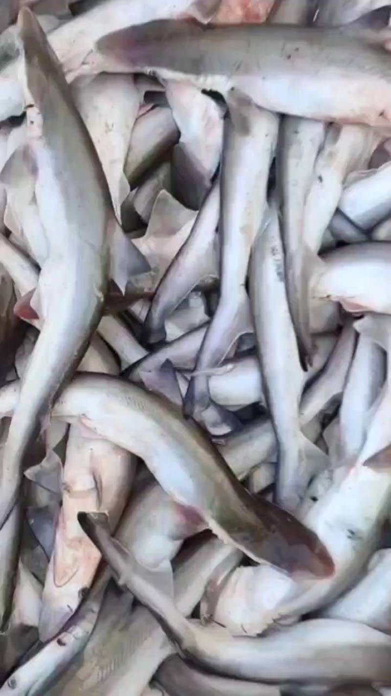 沙鱼、海鱼、广西北部湾产品、鲜度好肉质鲜甜、适合各种用料