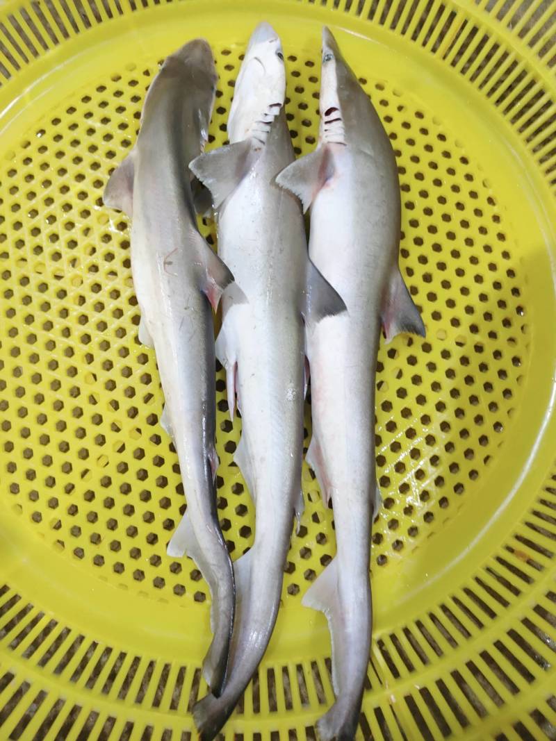 沙鱼、海鱼、广西北部湾产品、鲜度好肉质鲜甜、适合各种用料