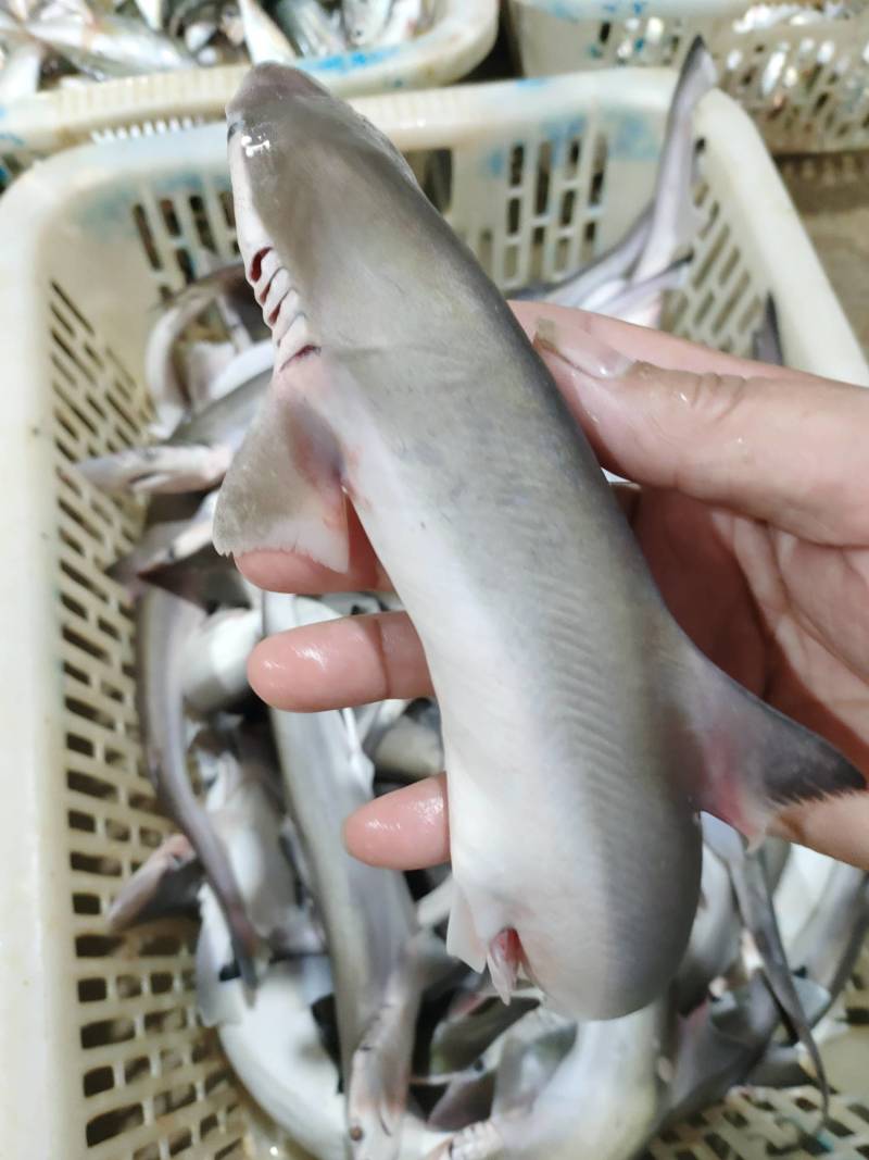沙鱼、海鱼、广西北部湾产品、鲜度好肉质鲜甜、适合各种用料