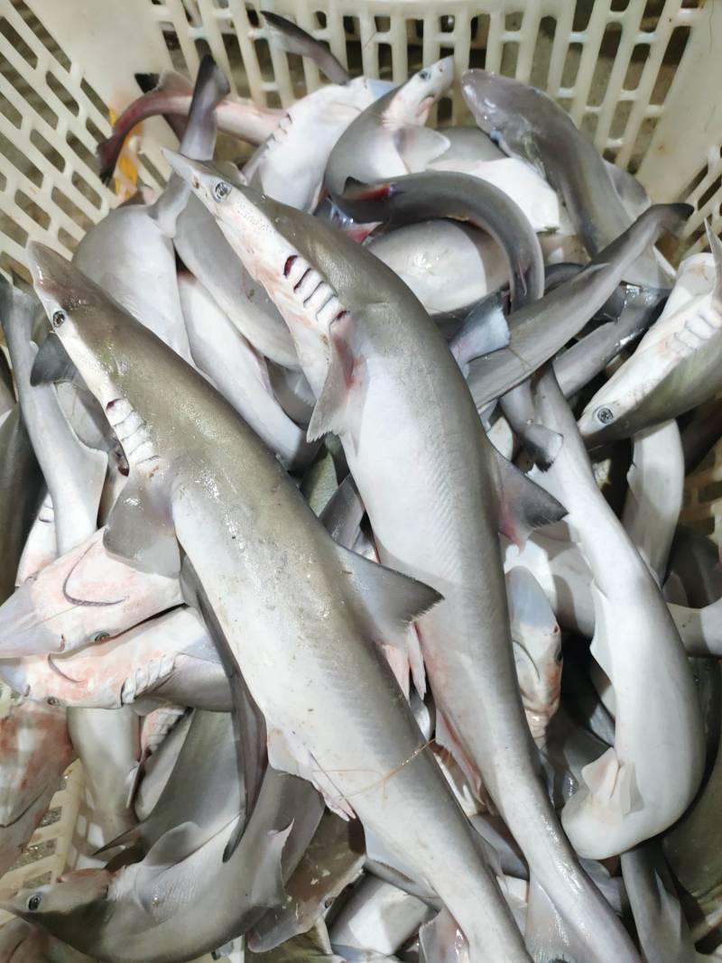 沙鱼、海鱼、广西北部湾产品、鲜度好肉质鲜甜、适合各种用料