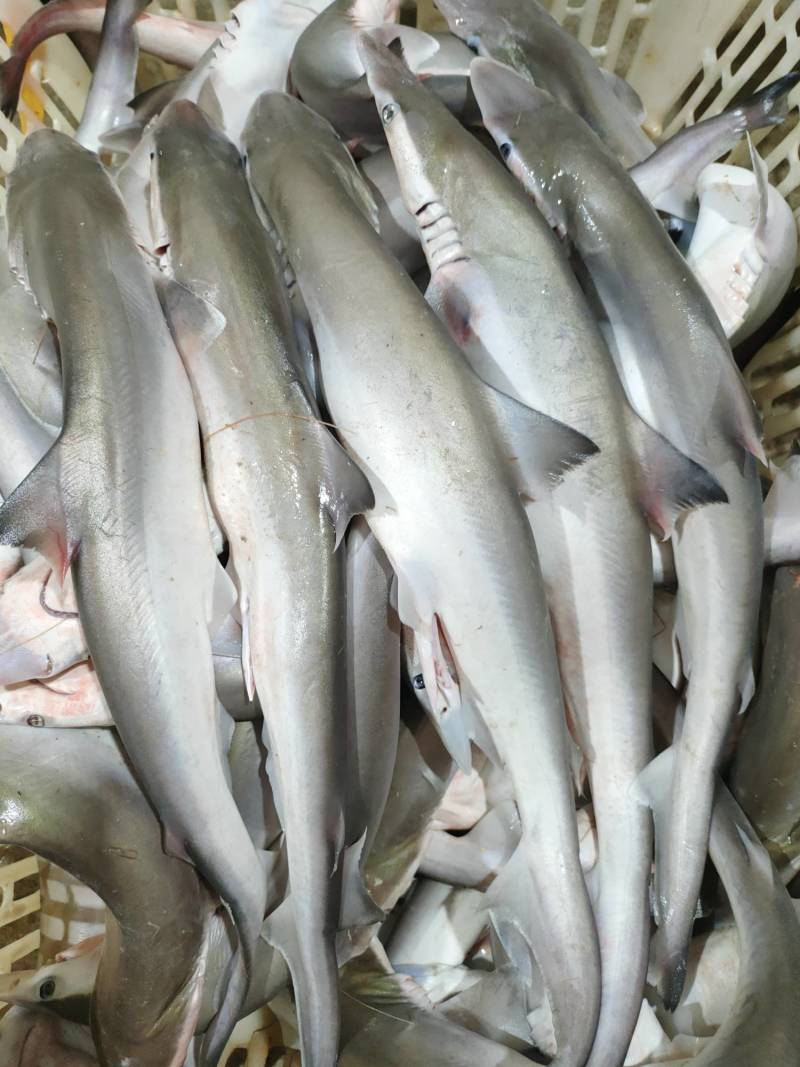 沙鱼、海鱼、广西北部湾产品、鲜度好肉质鲜甜、适合各种用料