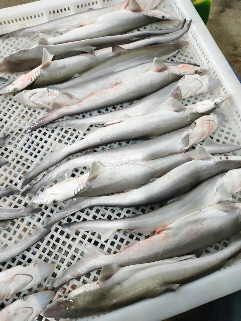 沙鱼、海鱼、广西北部湾产品、鲜度好肉质鲜甜、适合各种用料