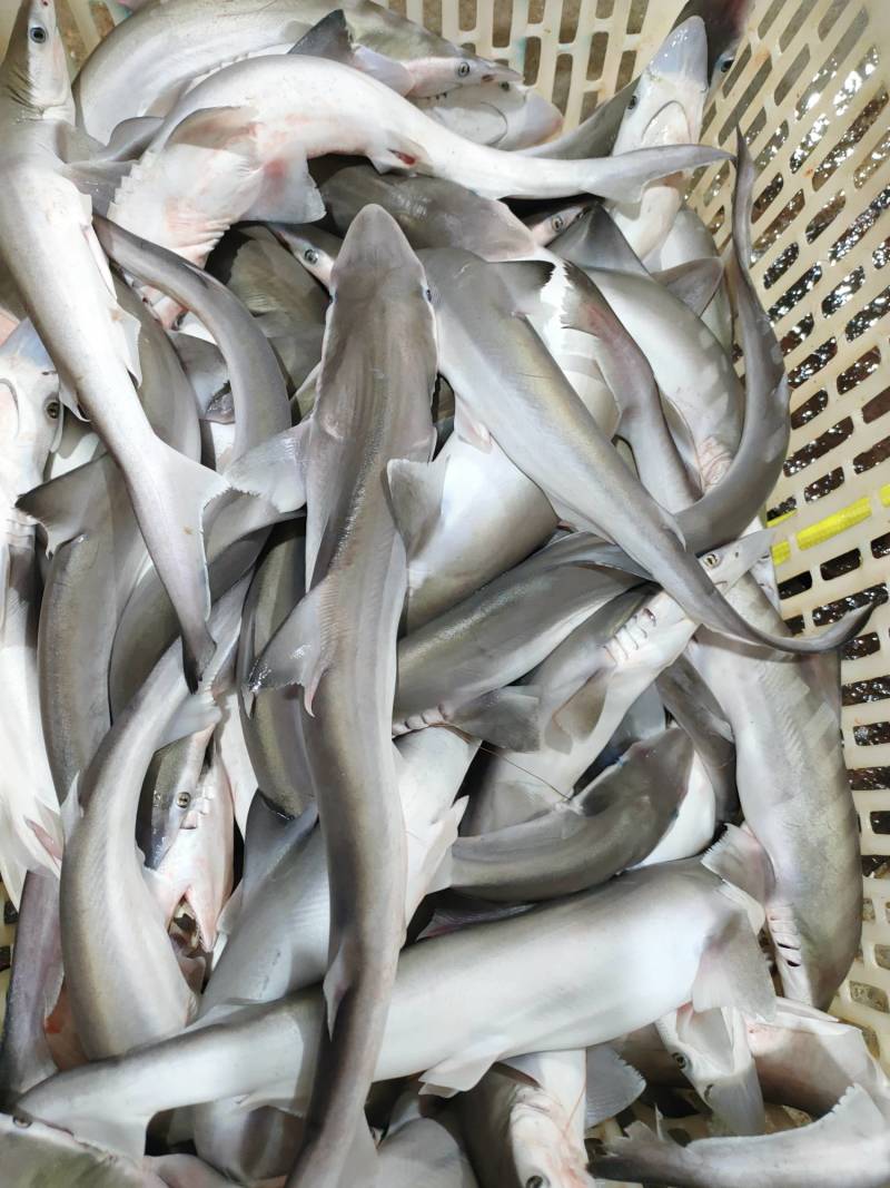 沙鱼、海鱼、广西北部湾产品、鲜度好肉质鲜甜、适合各种用料