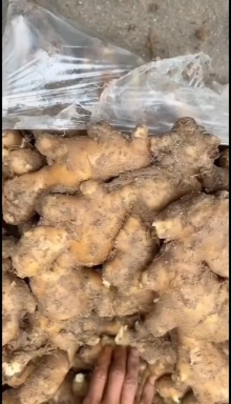 山东大黄姜货源充足全国发货坏烂包赔