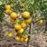 四季果园农场供应黄美人柑橘苗，金华基地发货，柑橘苗精品