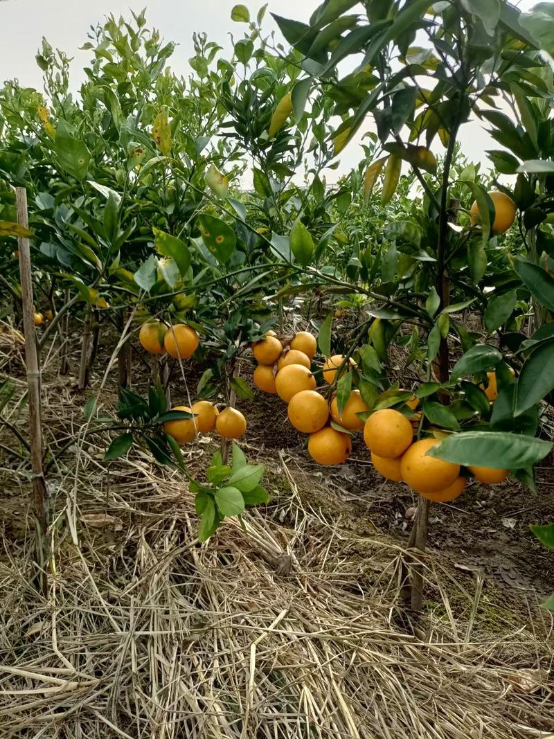 四季果园农场供应黄美人柑橘苗，金华基地发货，柑橘苗精品