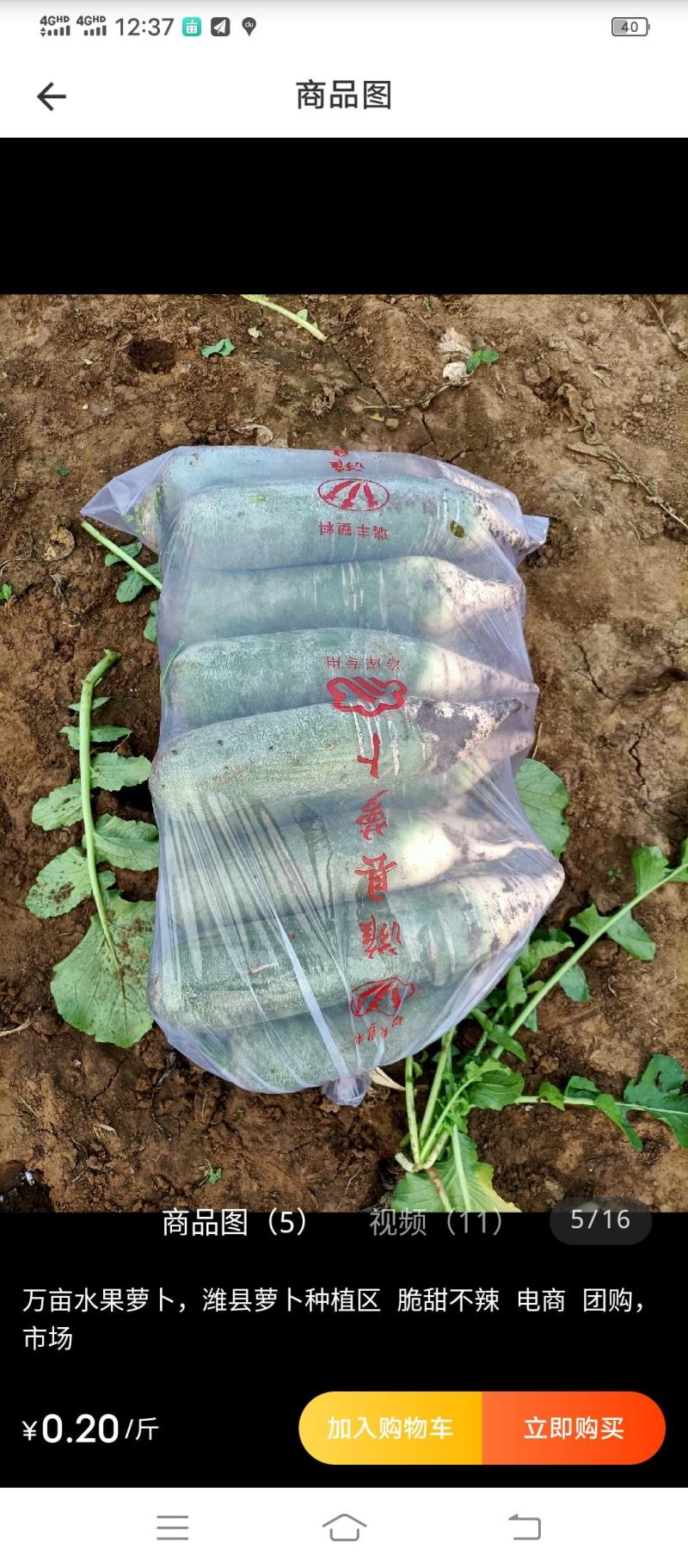 山东潍坊水果萝卜潍县萝卜青萝卜小绿腰水果萝卜产地直发