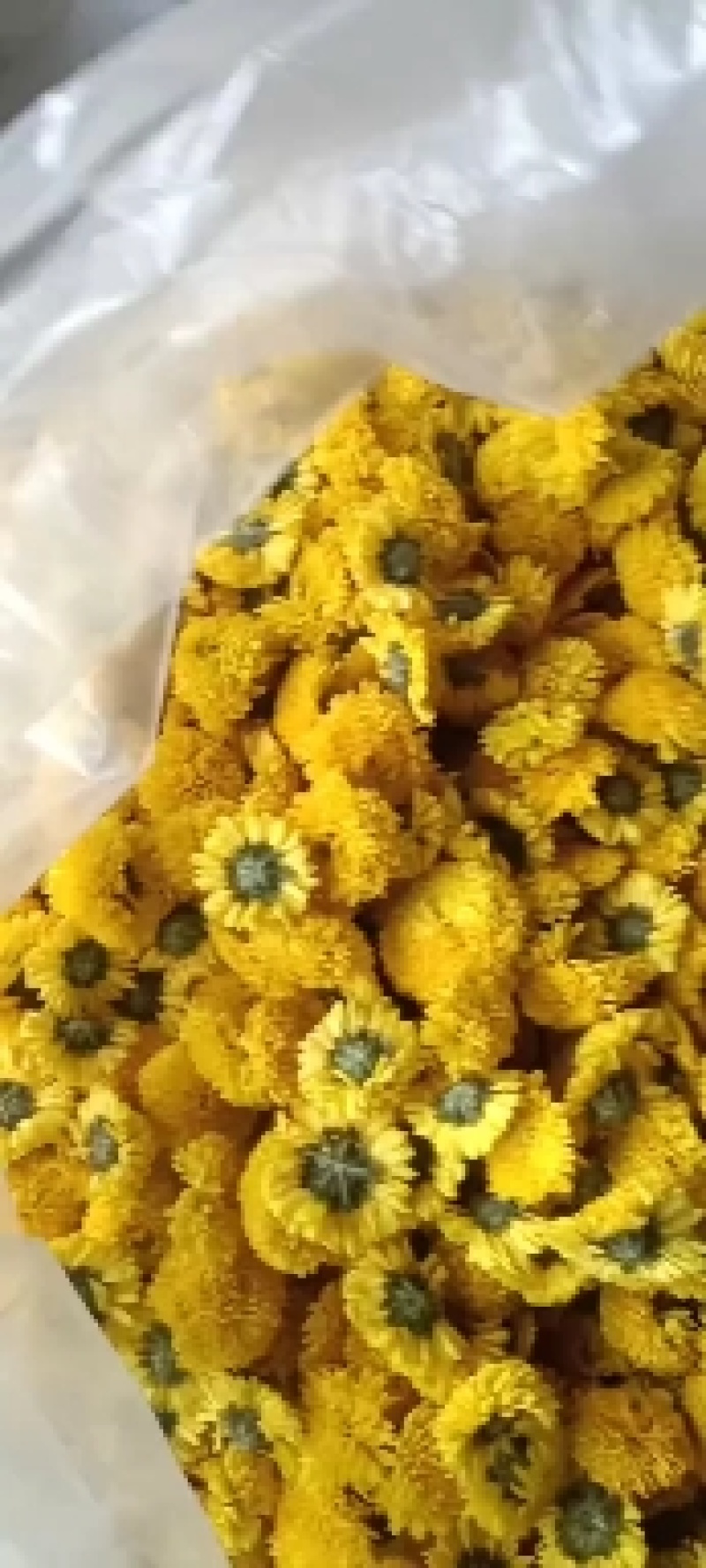陶菊，各种规格都有，菊花茶，陶菊，婺源皇菊
