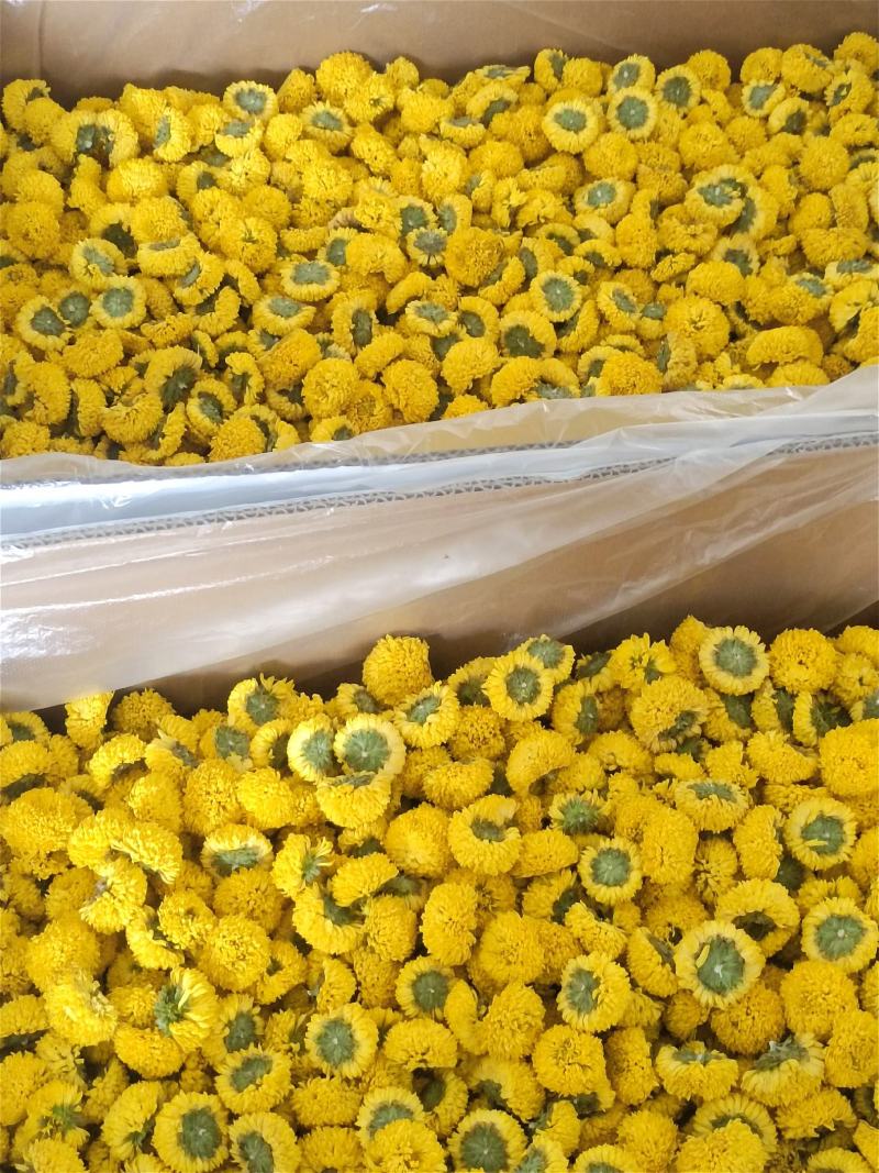 球菊，各种规格都有，菊花茶，对接各大釆购商，，，，，，，
