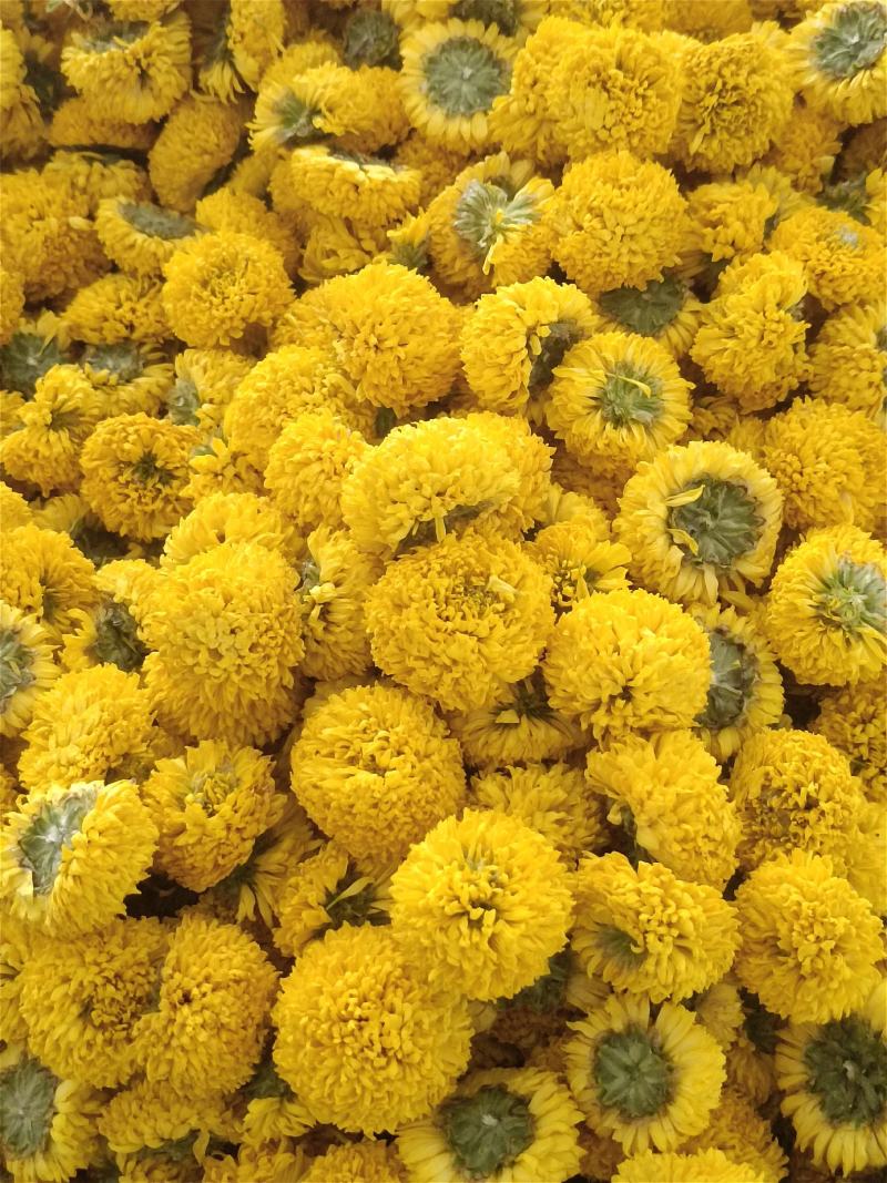 球菊，各种规格都有，菊花茶，对接各大釆购商，，，，，，，