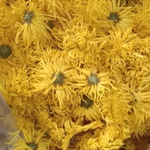 金丝皇菊，大量供应黄山本地金丝皇菊，规格齐全价格便宜，，