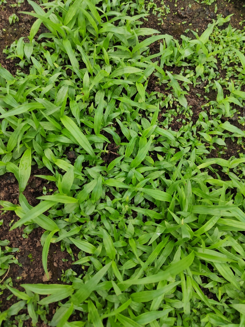 白芨直播苗，块茎0.3至1公分，量大从优，欢迎来电咨询