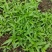 白芨直播苗，块茎0.3至1公分，量大从优，欢迎来电咨询