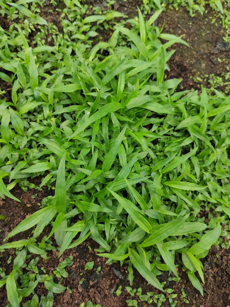 白芨直播苗，块茎0.3至1公分，量大从优，欢迎来电咨询