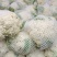 白面松花菜大棚种植上市中可代发全国