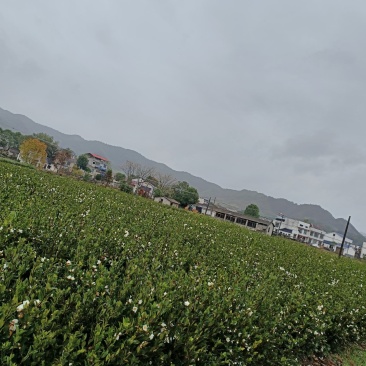 [标题]三华油茶树苗（华硕）（华金）（华鑫）现挖现卖