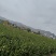 [标题]三华油茶树苗（华硕）（华金）（华鑫）现挖现卖