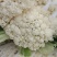 白面松花菜大棚种植上市中可代发全国