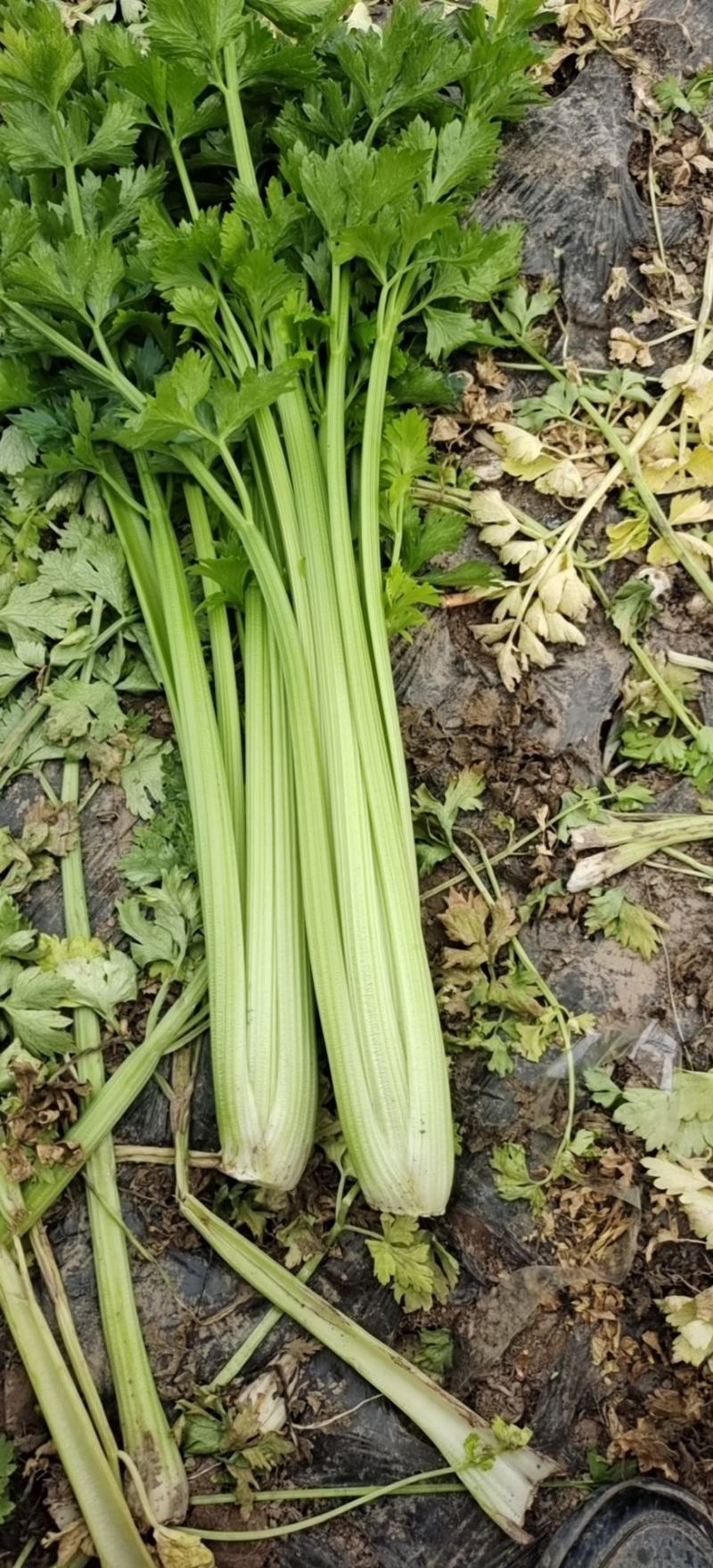 青芹菜