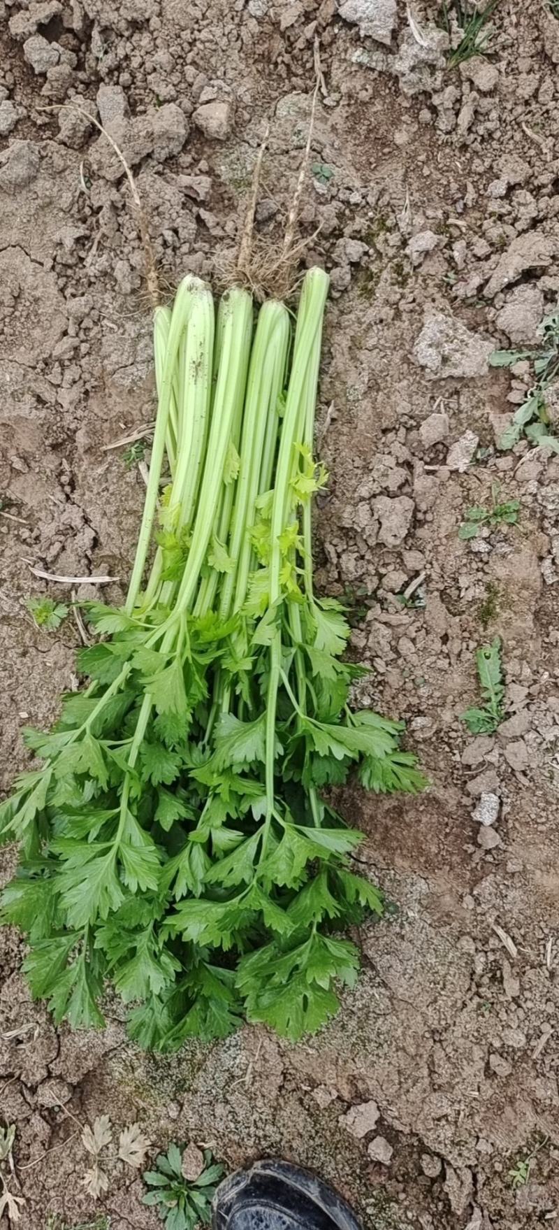 青芹菜
