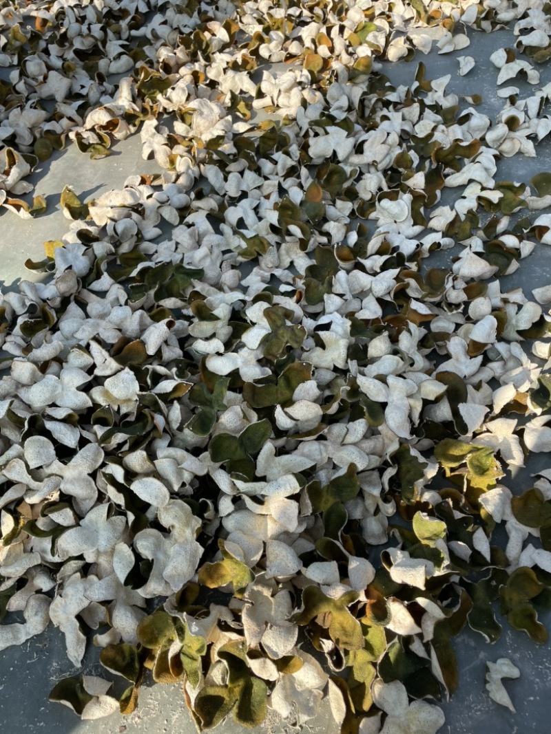 新会生晒皮