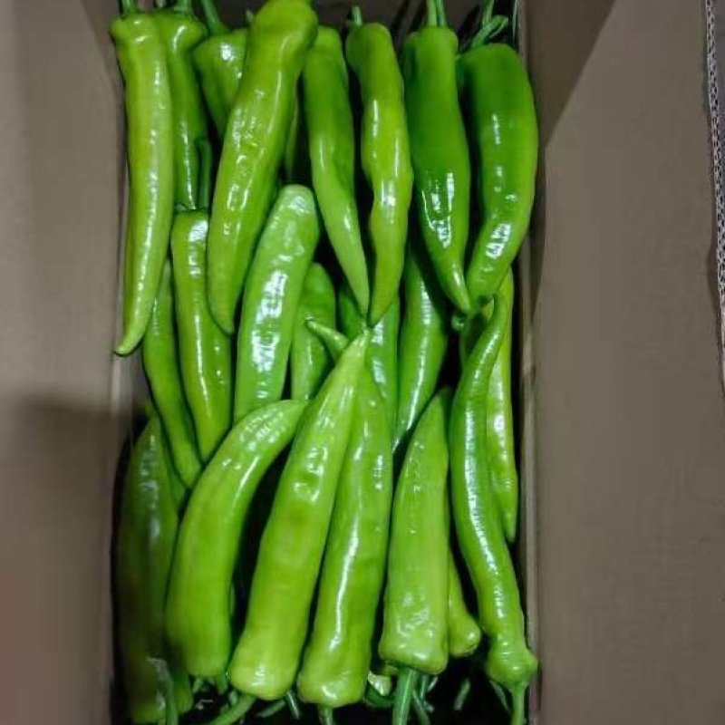 辽宁鞍山鲜辣椒尖椒15~20厘米中辣一手货源诚信经营