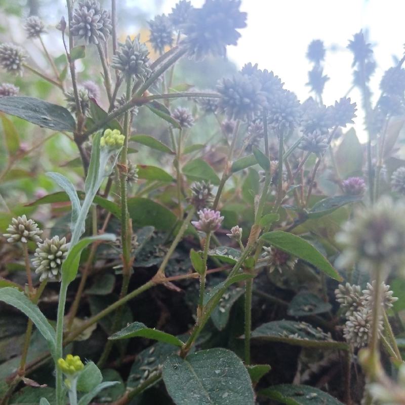 头花蓼天然野新鲜货石莽草石辣蓼小红太阳草痔疮草药苗