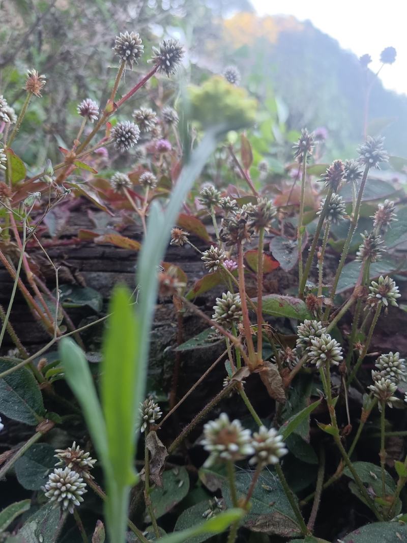 头花蓼天然野新鲜货石莽草石辣蓼小红太阳草痔疮草药苗