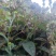 头花蓼天然野新鲜货石莽草石辣蓼小红太阳草痔疮草药苗