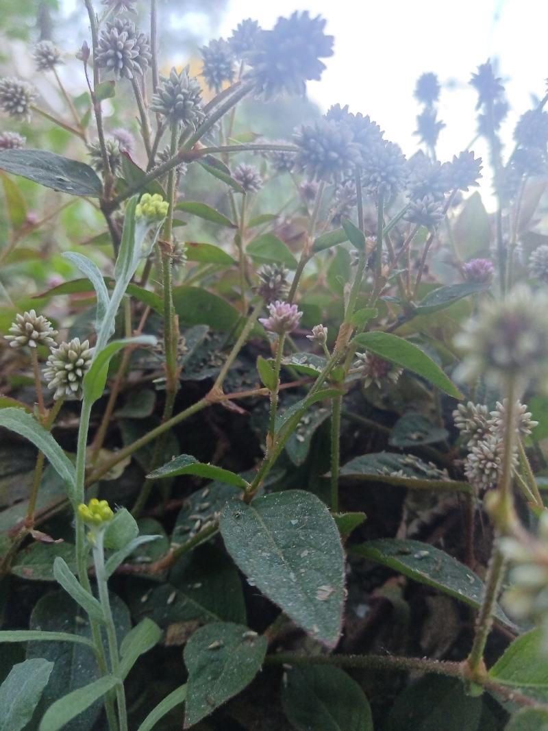 头花蓼天然野新鲜货石莽草石辣蓼小红太阳草痔疮草药苗