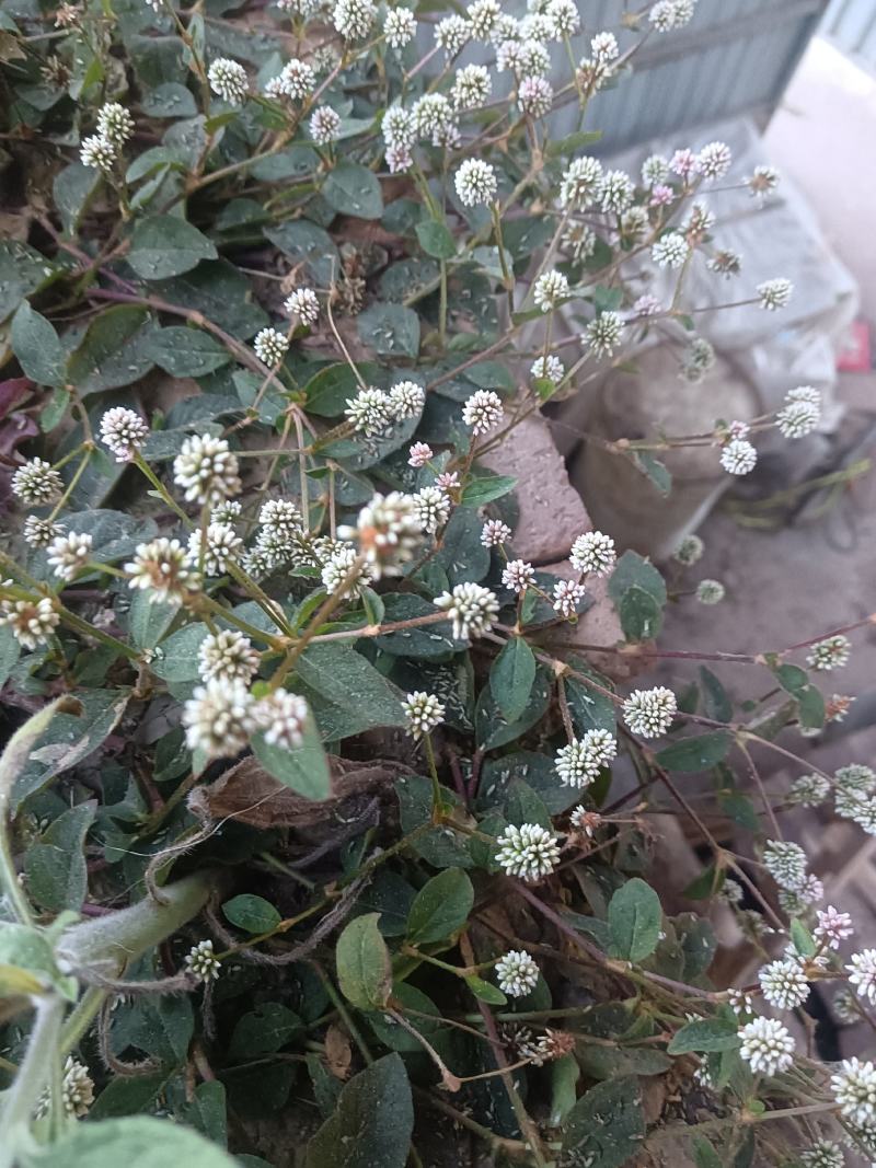 头花蓼天然野新鲜货石莽草石辣蓼小红太阳草痔疮草药苗