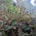 头花蓼天然野新鲜货石莽草石辣蓼小红太阳草痔疮草药苗