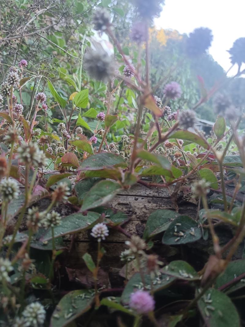 头花蓼天然野新鲜货石莽草石辣蓼小红太阳草痔疮草药苗