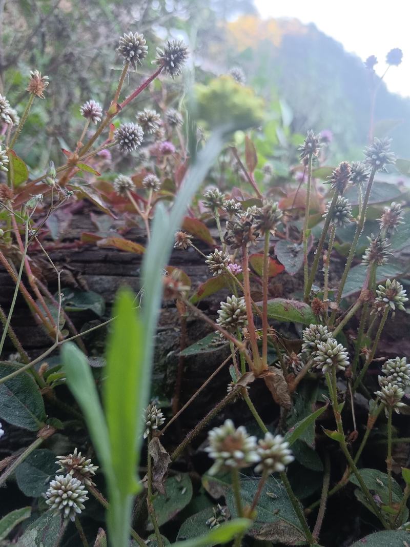 头花蓼天然野新鲜货石莽草石辣蓼小红太阳草痔疮草药苗