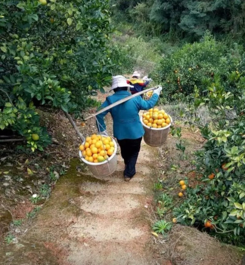 江西赣南血橙现摘现发一件代发