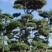 山东造型松庭院迎客松造型黑松招财树万代长清树