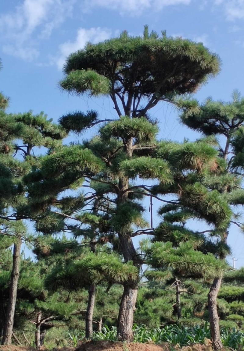 山东造型松庭院迎客松造型黑松招财树万代长清树