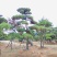山东造型松庭院迎客松造型黑松招财树万代长清树