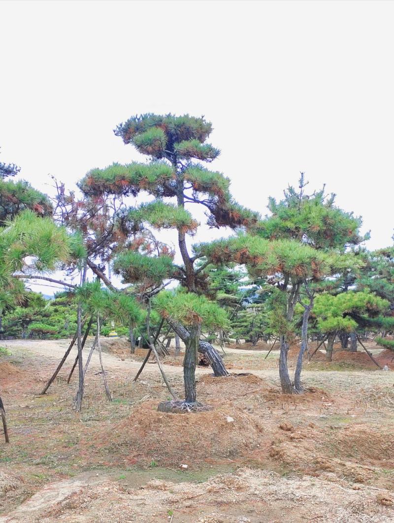 山东造型松庭院迎客松造型黑松招财树万代长清树