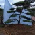 山东造型松庭院迎客松造型黑松招财树万代长清树