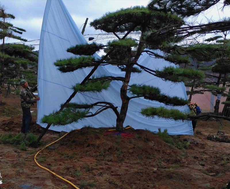山东造型松庭院迎客松造型黑松招财树万代长清树