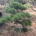 山东造型松庭院迎客松造型黑松招财树万代长清树