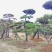 山东造型松庭院迎客松造型黑松招财树万代长清树