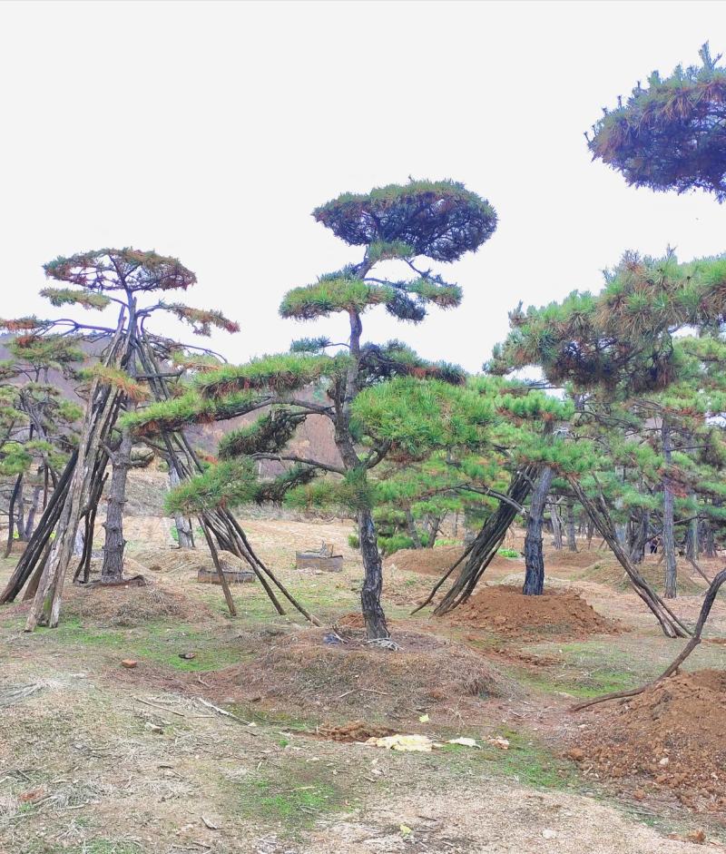 山东造型松庭院迎客松造型黑松招财树万代长清树