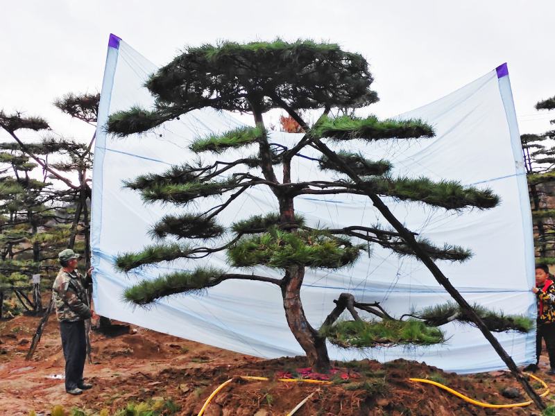 山东造型松庭院迎客松造型黑松招财树万代长清树