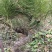 山东造型松庭院迎客松造型黑松招财树万代长清树