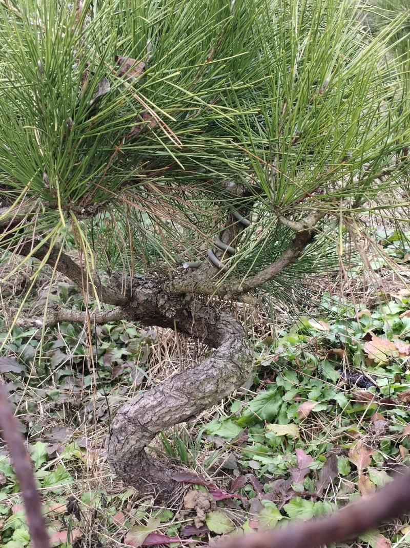 山东造型松庭院迎客松造型黑松招财树万代长清树